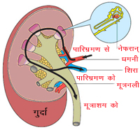 CKD without symtoms