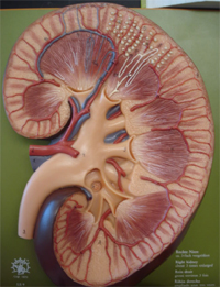 CKD without symtoms
