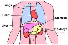 Structure of Kidney