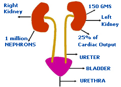 Structure of Kidney